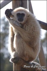 zoo frejus - Primates - gibbons a mains blanche - 183