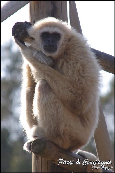 zoo_frejus_-_Primates_-_gibbons_a_mains_blanche_-_183.jpg