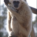 zoo frejus - Primates - gibbons a mains blanche - 183