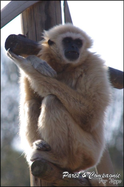 zoo_frejus_-_Primates_-_gibbons_a_mains_blanche_-_184.jpg