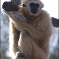 zoo frejus - Primates - gibbons a mains blanche - 184