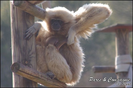 zoo frejus - Primates - gibbons a mains blanche - 185