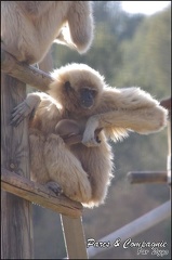 zoo frejus - Primates - gibbons a mains blanche - 186