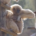 zoo frejus - Primates - gibbons a mains blanche - 186