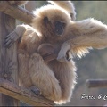 zoo frejus - Primates - gibbons a mains blanche - 187