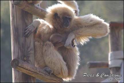 zoo frejus - Primates - gibbons a mains blanche - 187