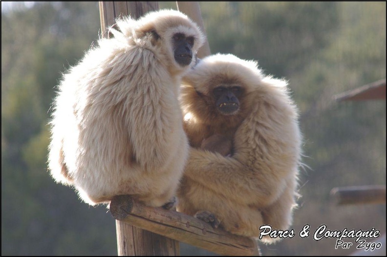 zoo frejus - Primates - gibbons a mains blanche - 189