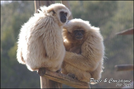 zoo frejus - Primates - gibbons a mains blanche - 189