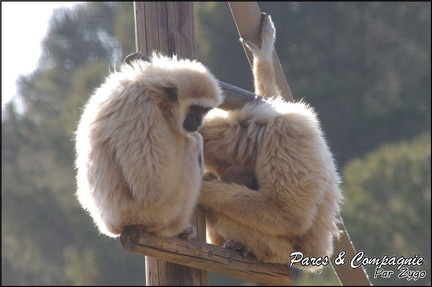 zoo frejus - Primates - gibbons a mains blanche - 190