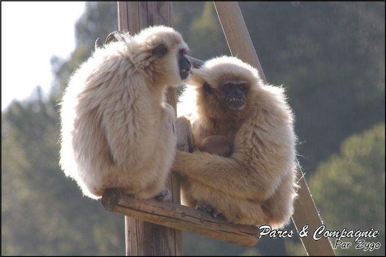 zoo_frejus_-_Primates_-_gibbons_a_mains_blanche_-_191.jpg