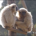 zoo frejus - Primates - gibbons a mains blanche - 191