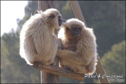 zoo frejus - Primates - gibbons a mains blanche - 191