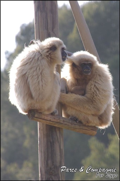 zoo_frejus_-_Primates_-_gibbons_a_mains_blanche_-_192.jpg