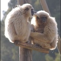zoo frejus - Primates - gibbons a mains blanche - 192