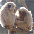 zoo frejus - Primates - gibbons a mains blanche - 193