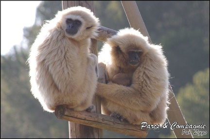 zoo frejus - Primates - gibbons a mains blanche - 193