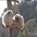 zoo frejus - Primates - gibbons a mains blanche - 194