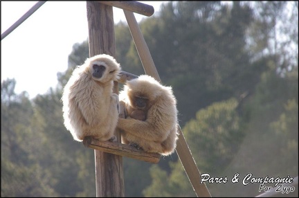 zoo frejus - Primates - gibbons a mains blanche - 194