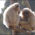 zoo frejus - Primates - gibbons a mains blanche - 195