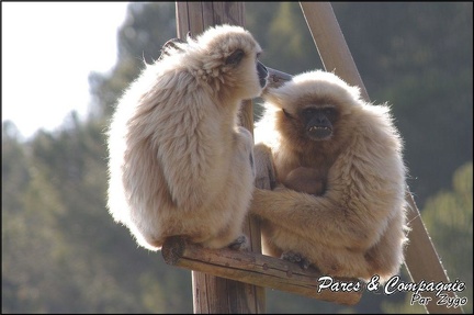 zoo frejus - Primates - gibbons a mains blanche - 195