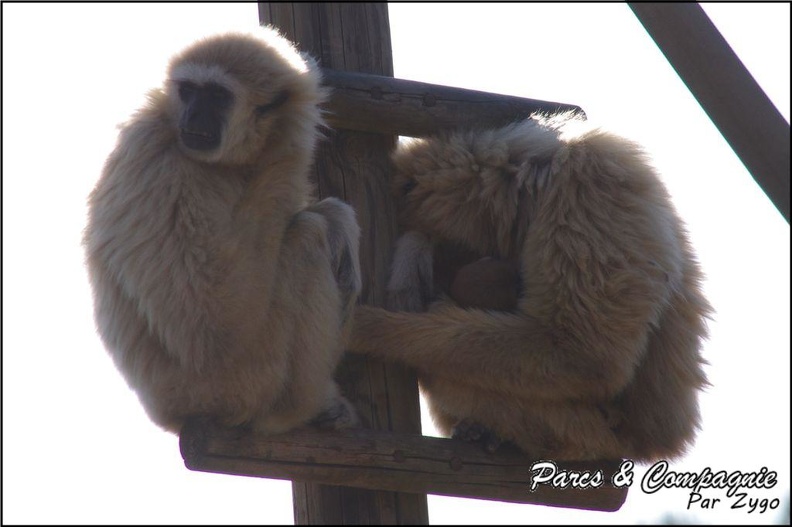 zoo_frejus_-_Primates_-_gibbons_a_mains_blanche_-_196.jpg