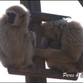 zoo frejus - Primates - gibbons a mains blanche - 196