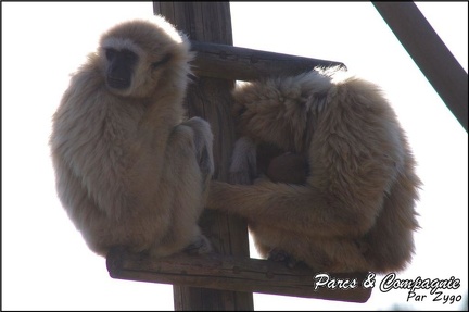 zoo frejus - Primates - gibbons a mains blanche - 196