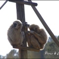 zoo frejus - Primates - gibbons a mains blanche - 197