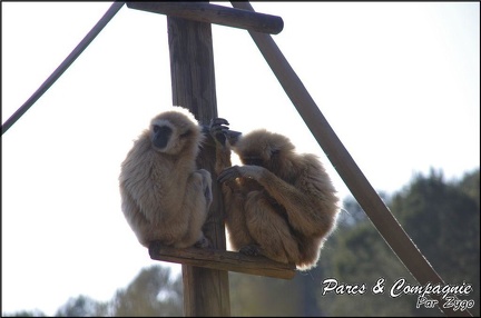 zoo frejus - Primates - gibbons a mains blanche - 197