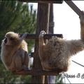 zoo frejus - Primates - gibbons a mains blanche - 198