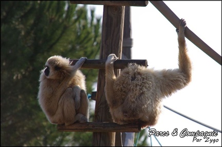 zoo frejus - Primates - gibbons a mains blanche - 198