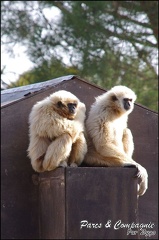 zoo frejus - Primates - gibbons a mains blanche - 199