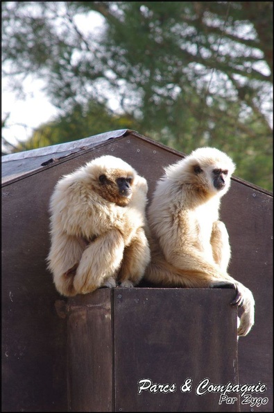 zoo_frejus_-_Primates_-_gibbons_a_mains_blanche_-_199.jpg