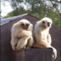 zoo frejus - Primates - gibbons a mains blanche - 199