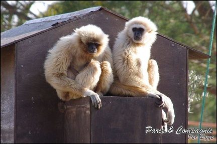 zoo frejus - Primates - gibbons a mains blanche - 200