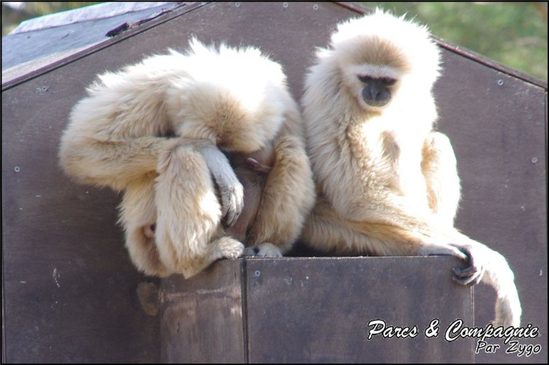 zoo_frejus_-_Primates_-_gibbons_a_mains_blanche_-_201.jpg