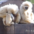 zoo frejus - Primates - gibbons a mains blanche - 201