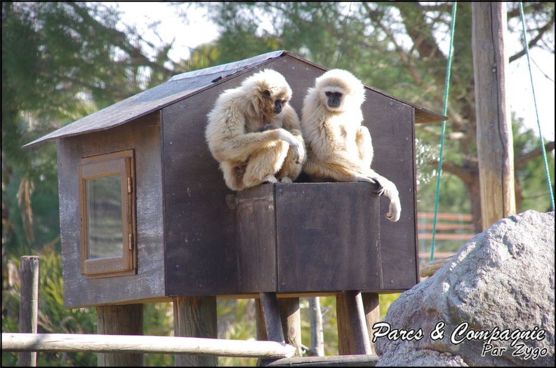 zoo_frejus_-_Primates_-_gibbons_a_mains_blanche_-_202.jpg