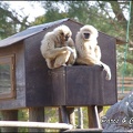 zoo frejus - Primates - gibbons a mains blanche - 202