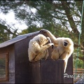 zoo frejus - Primates - gibbons a mains blanche - 203