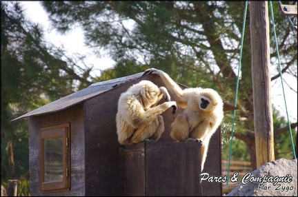 zoo frejus - Primates - gibbons a mains blanche - 203