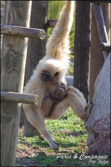 zoo frejus - Primates - gibbons a mains blanche - 204