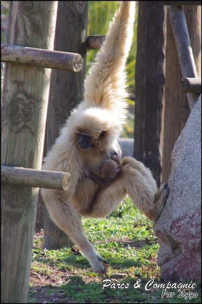 zoo_frejus_-_Primates_-_gibbons_a_mains_blanche_-_204.jpg