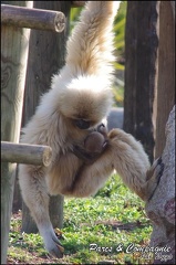 zoo frejus - Primates - gibbons a mains blanche - 205
