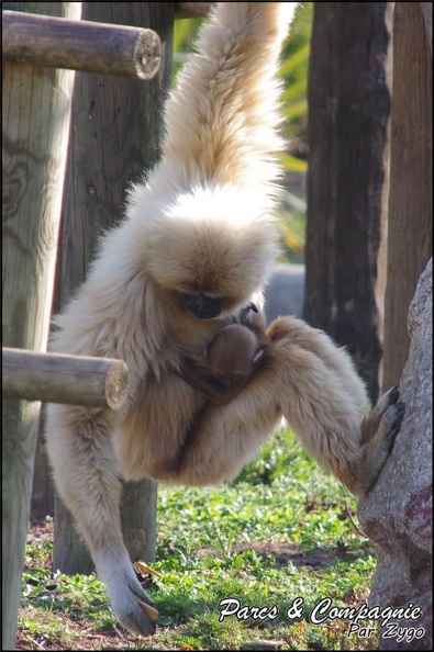 zoo_frejus_-_Primates_-_gibbons_a_mains_blanche_-_205.jpg