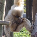 zoo frejus - Primates - gibbons a mains blanche - 205