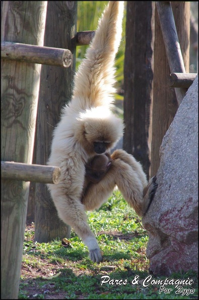 zoo_frejus_-_Primates_-_gibbons_a_mains_blanche_-_206.jpg