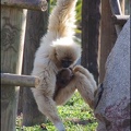zoo_frejus_-_Primates_-_gibbons_a_mains_blanche_-_206.jpg