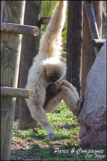 zoo frejus - Primates - gibbons a mains blanche - 206