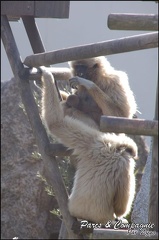 zoo frejus - Primates - gibbons a mains blanche - 207
